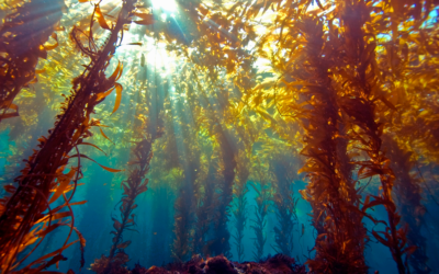 Algas, el auténtico tesoro del mar.